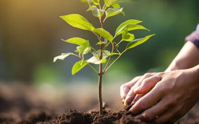 Jardinage Écologique : Techniques et astuces pour un jardin respectueux de l’environnement