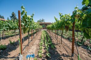 Vigne : Faire des vignes chez soi ? Quels avantages ?