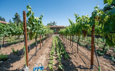 Vigne : Faire des vignes chez soi ? Quels avantages ?